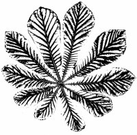 Leaf 6